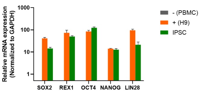 RT-PCR多能基因验证（SOX2、OCT4、NANOG、LIN28和REX1）：结果分析图.jpg